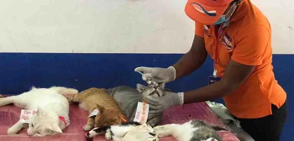 Alcaldía de Santa Marta esterilizaciones a caninos y felinos