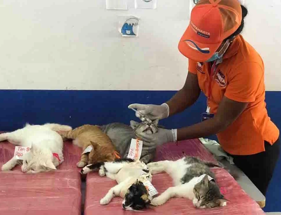 Alcaldía de Santa Marta esterilizaciones a caninos y felinos