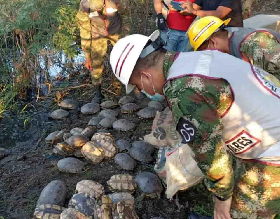 Tortugas rescatadas por el Ejército Nacional