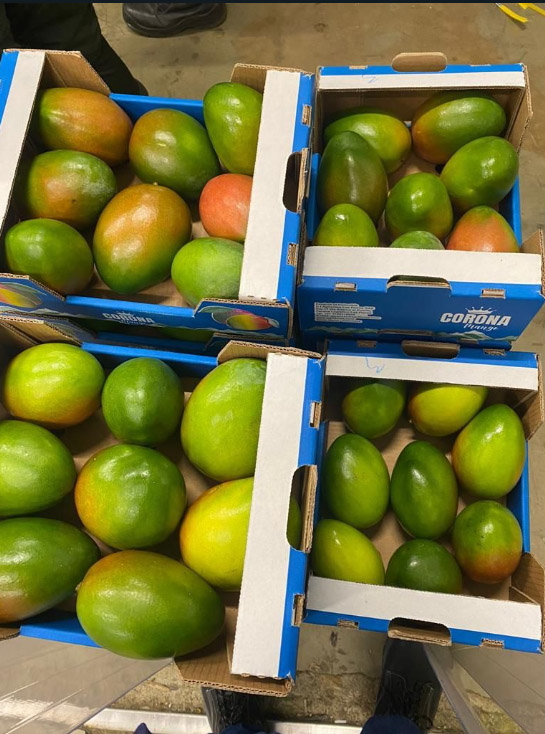 Primera exportación de Mango Keitt desde el Puerto de Santa Marta