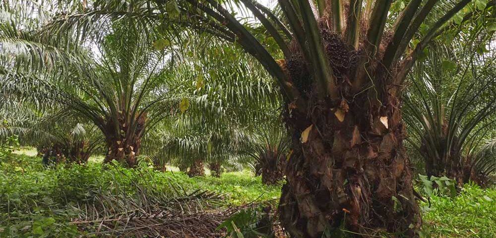 Producción - aceite de palma