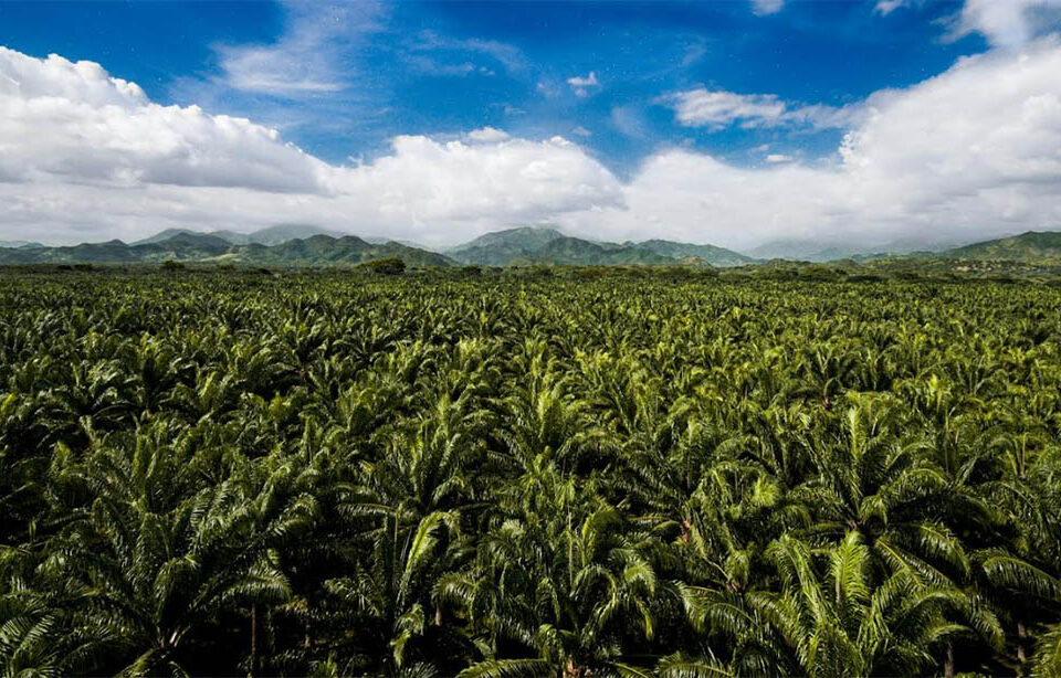 Daabon primera en el mundo en el ranking de productoras sostenibles de aceite de palma