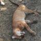 denuncia por muerte de un Puma en el municipio de Plato, Magdalena