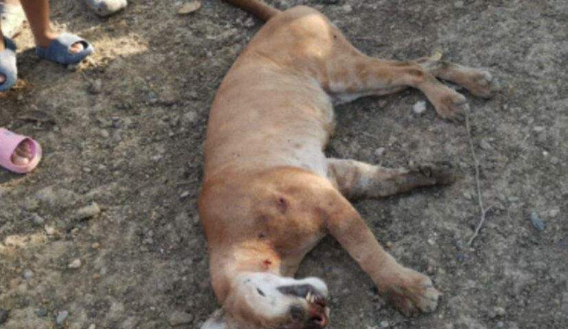 denuncia por muerte de un Puma en el municipio de Plato, Magdalena