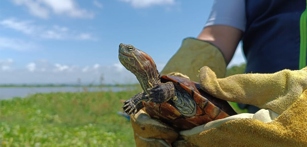 Marinos de Colombia, guardianes de la flora y la fauna en el caribe