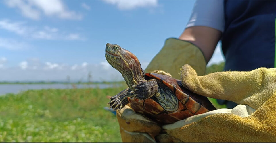 Marinos de Colombia, guardianes de la flora y la fauna en el caribe