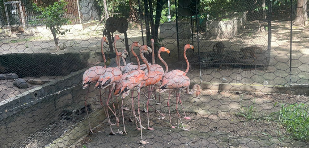 Carabineros y Protección Ambiental recuperaron 56 especies de fauna silvestre