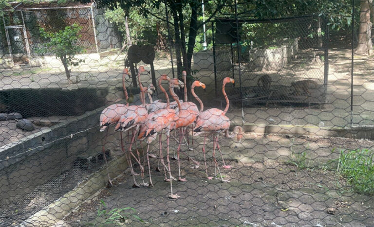 Carabineros y Protección Ambiental recuperaron 56 especies de fauna silvestre