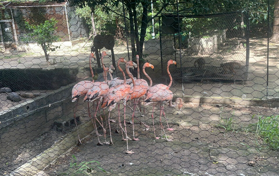 Carabineros y Protección Ambiental recuperaron 56 especies de fauna silvestre