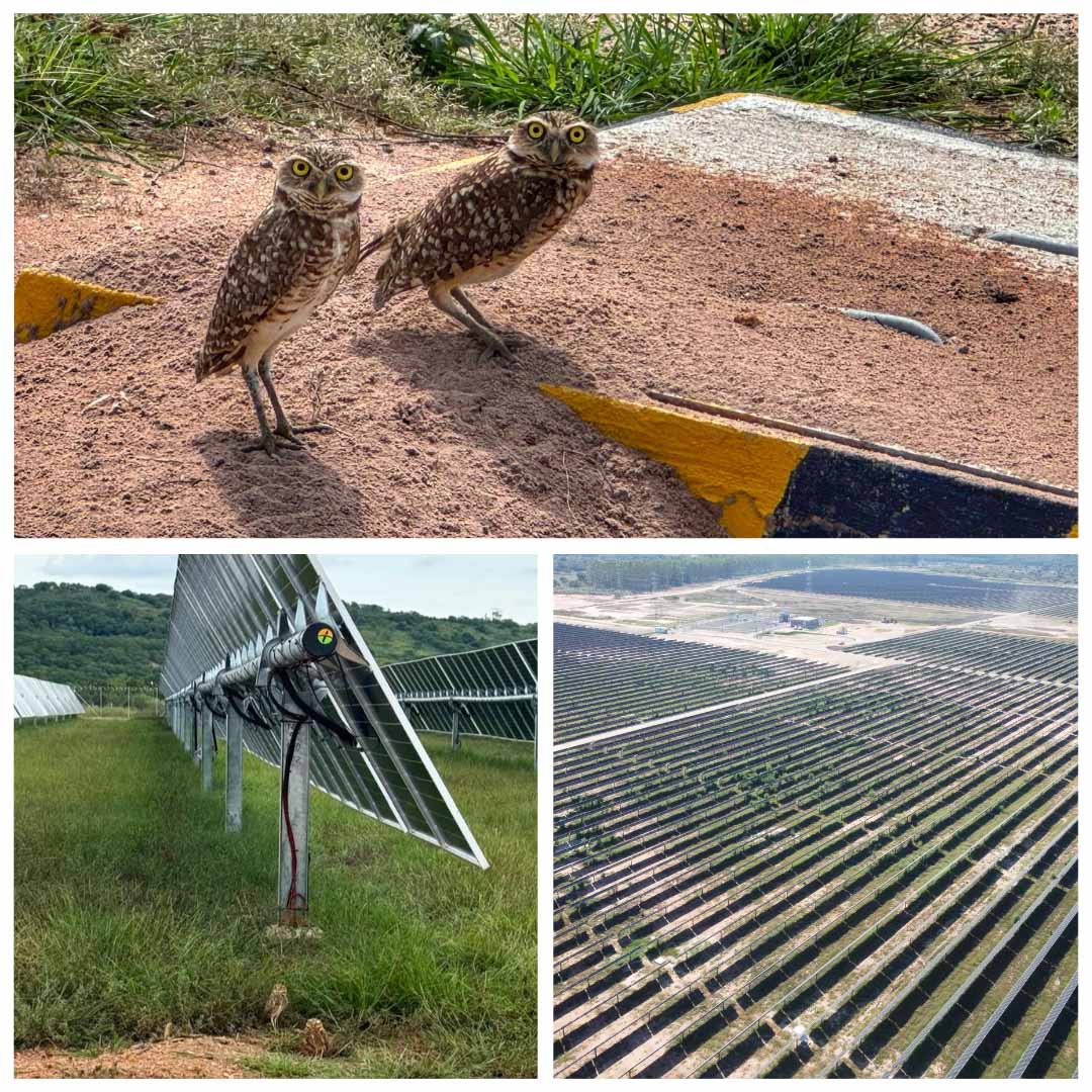 Mochuelos en el Parque Solar Cañahuate I de Drummond Energy