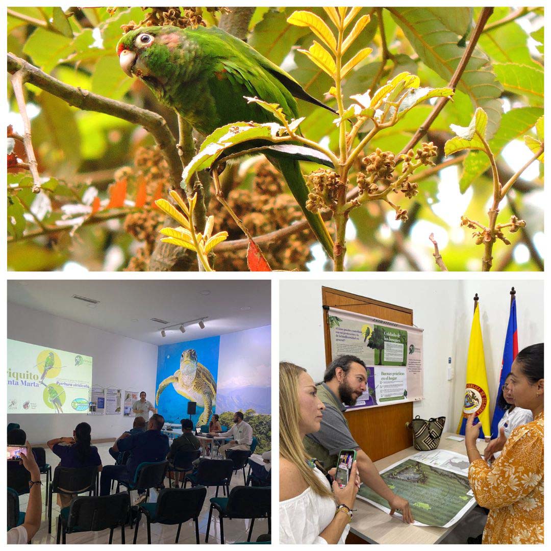 Corpamag y Procat lideran el primer taller para la construcción del plan de manejo y conservación de loros y guacamayas