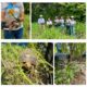 Liberan fauna silvestre en zona receptora de Drummond Ltd