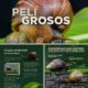 DADSA alerta sobre el caracol africano gigante e invita a proteger la biodiversidad
