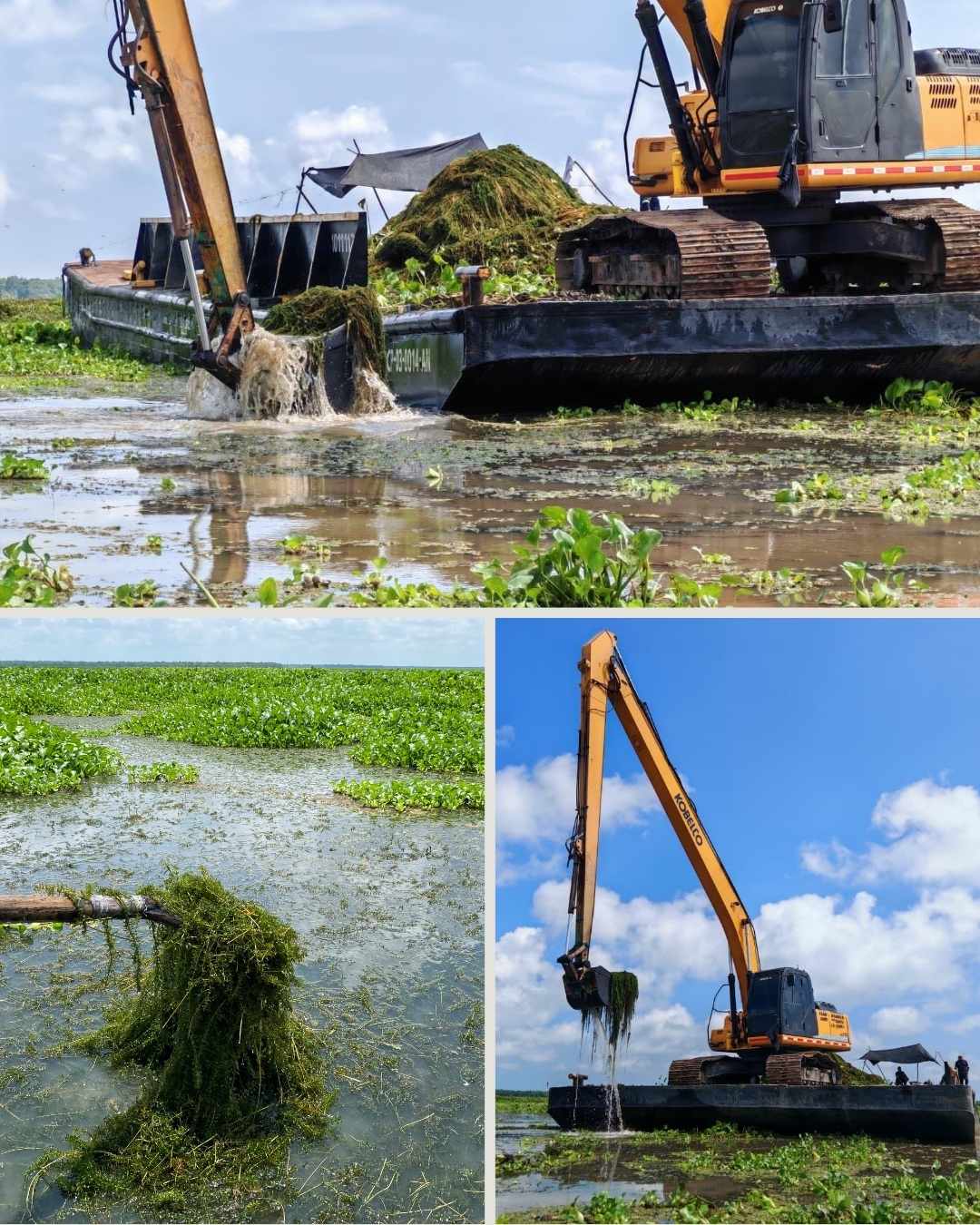 Corpamag finaliza la remoción mecánica de una hectárea de Hydrilla y avanza en la remoción manual en la Ciénaga Grande de Santa Marta
