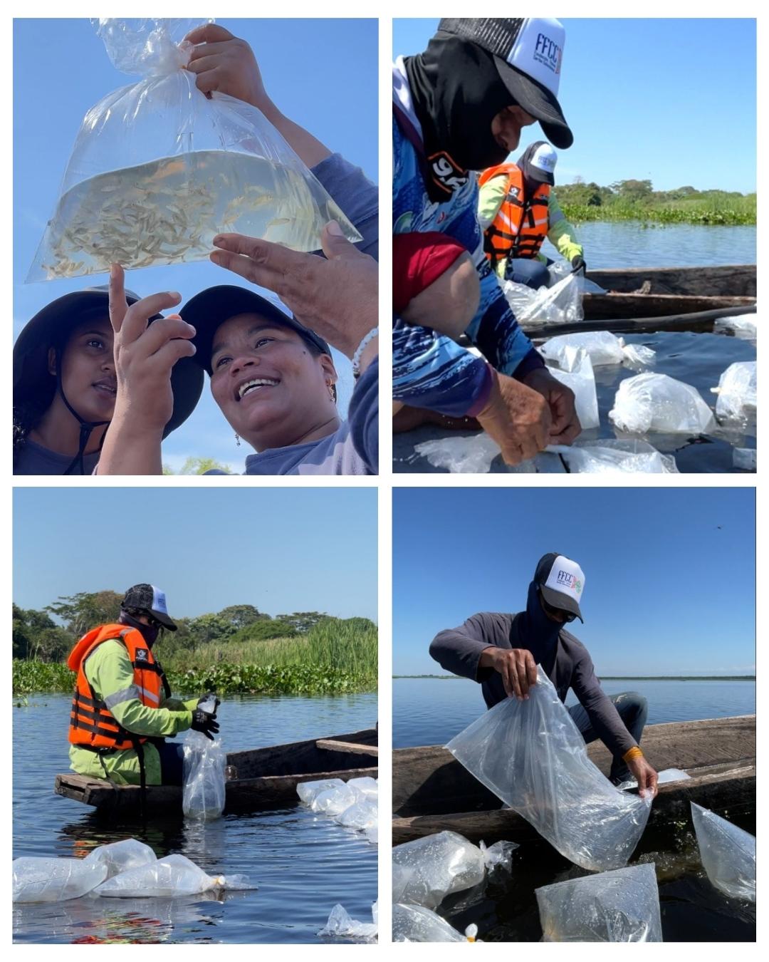 Con repoblamiento de 400 mil alevinos, Drummond fortalece la biodiversidad y la pesca artesanal en El Paso, Cesar