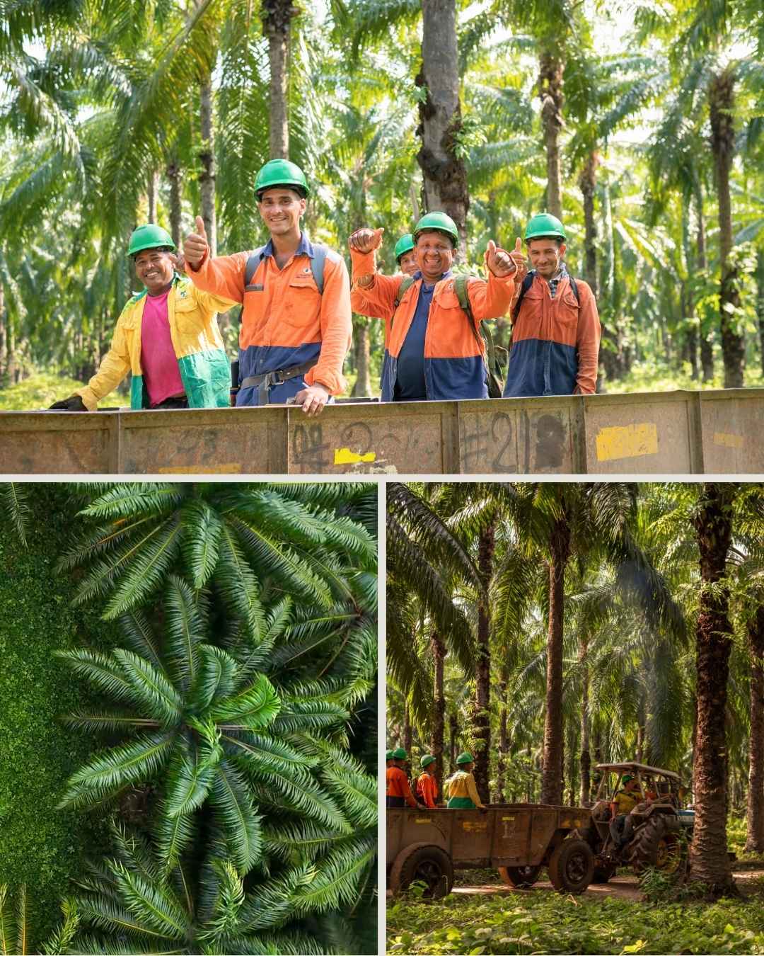 Grupo Daabon celebra 15 años de la certificación RSPO reafirmando su liderazgo en aceite de palma sostenible