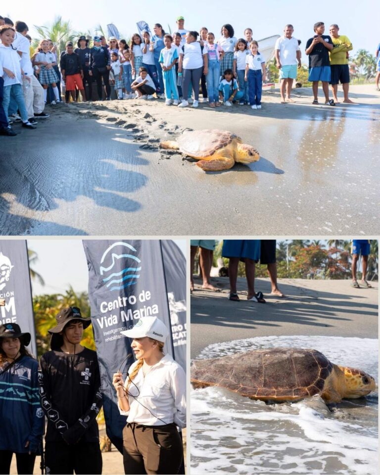 Corpamag y Fundación CIM Caribe liberan 41 Tortugas Caguamas en Ciénaga