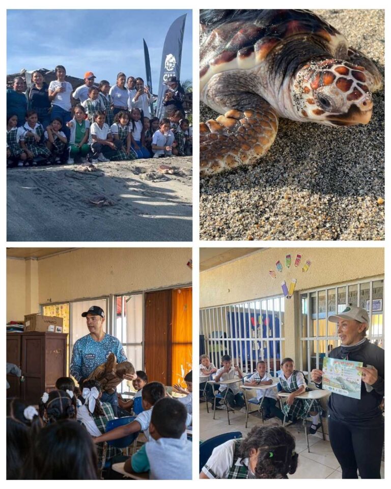 Corpamag y fundación CIM Caribe realizan liberación de 41 tortugas marinas