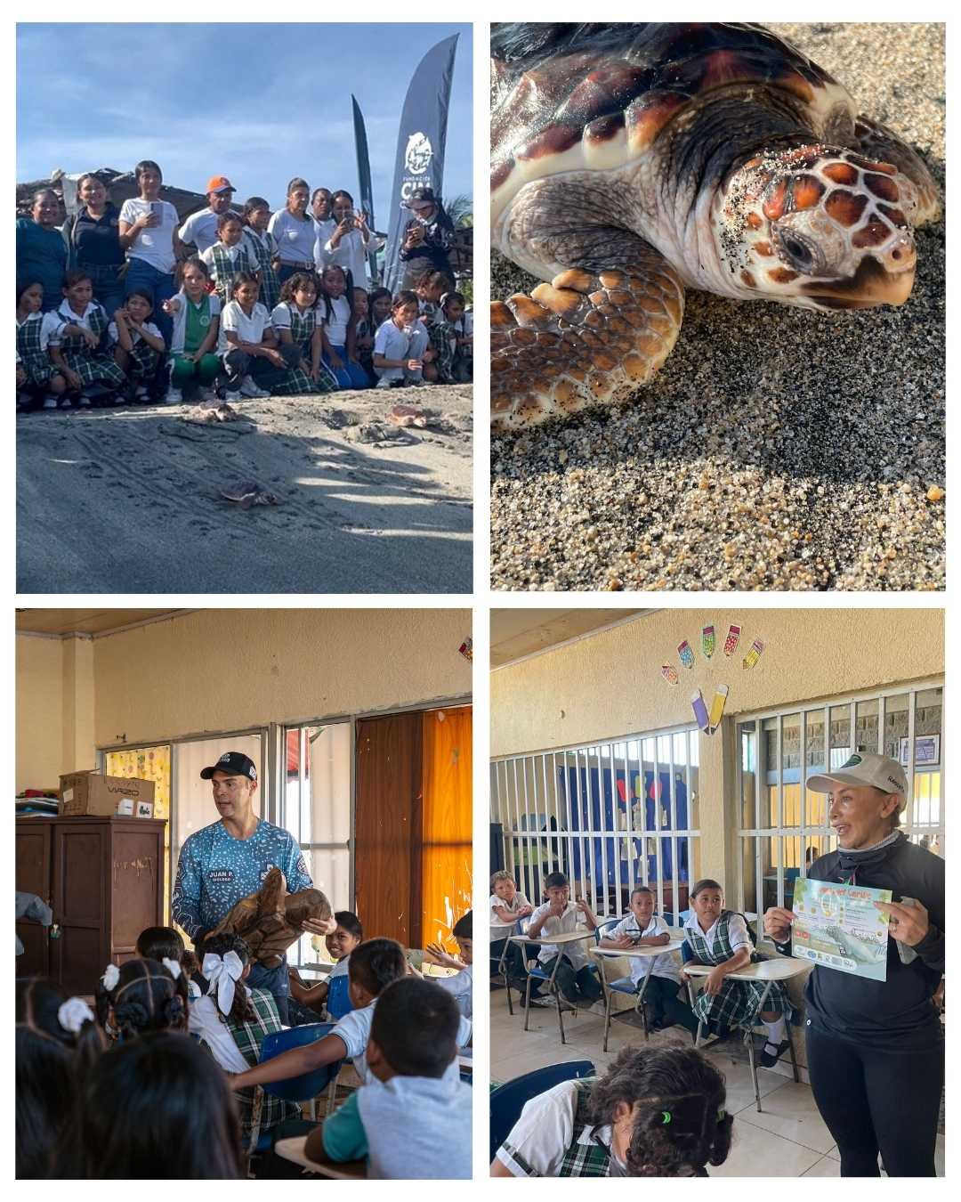 Corpamag y fundación CIM Caribe realizan liberación de 41 tortugas marinas