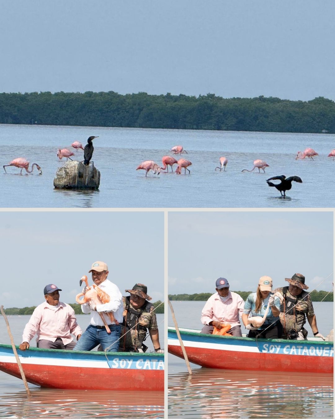 Corpamag conmemora el día de la tierra liberando 8 flamencos rosados en la Ciénaga Grande de Santa Marta