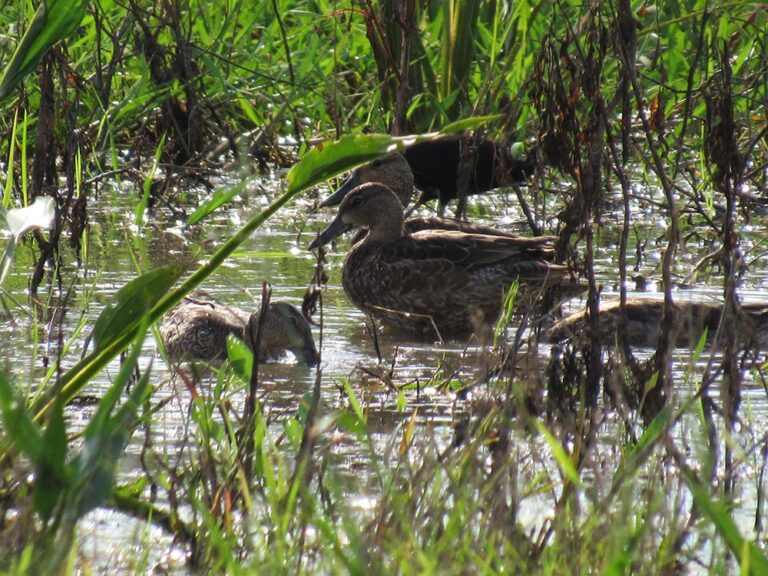 Corpamag celebra el día mundial de las aves migratorias vinculándose al Global Big Day en el Magdalena