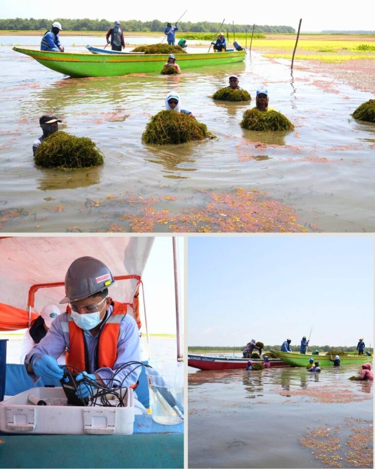 Corpamag inició prueba piloto de remoción manual de Hydrilla en la Ciénaga de Pajarales con participación de pescadores