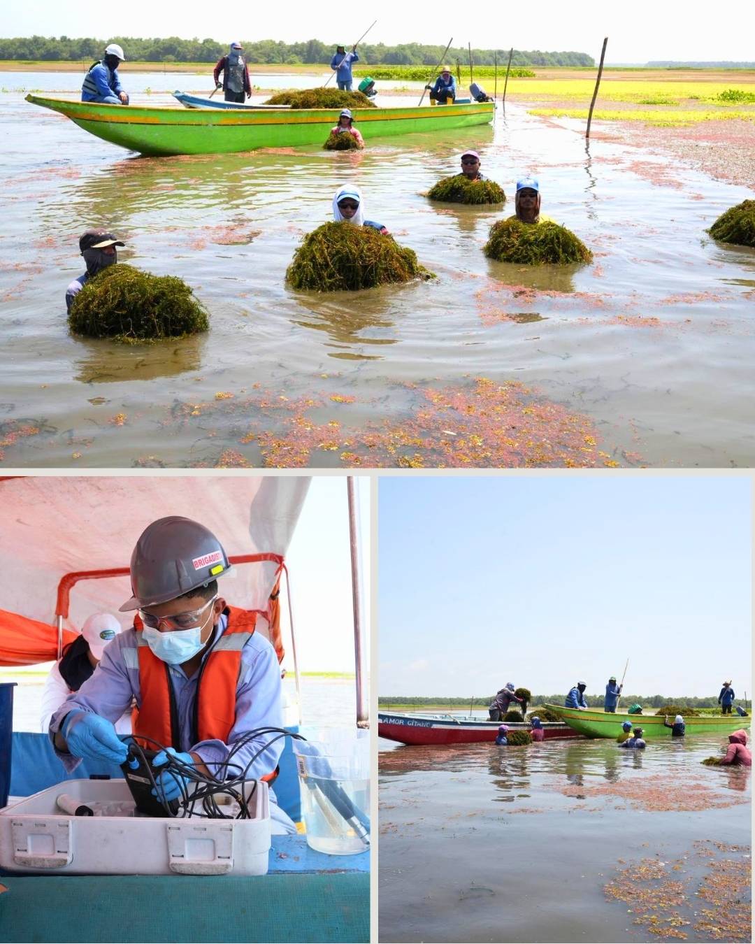 Corpamag inició prueba piloto de remoción manual de Hydrilla en la Ciénaga de Pajarales con participación de pescadores