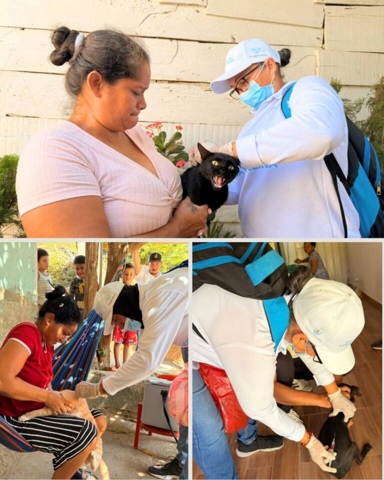 Más de 7 mil perros y gatos vacunados contra la rabia Administración Pinedo fortalece su lucha con jornadas masivas