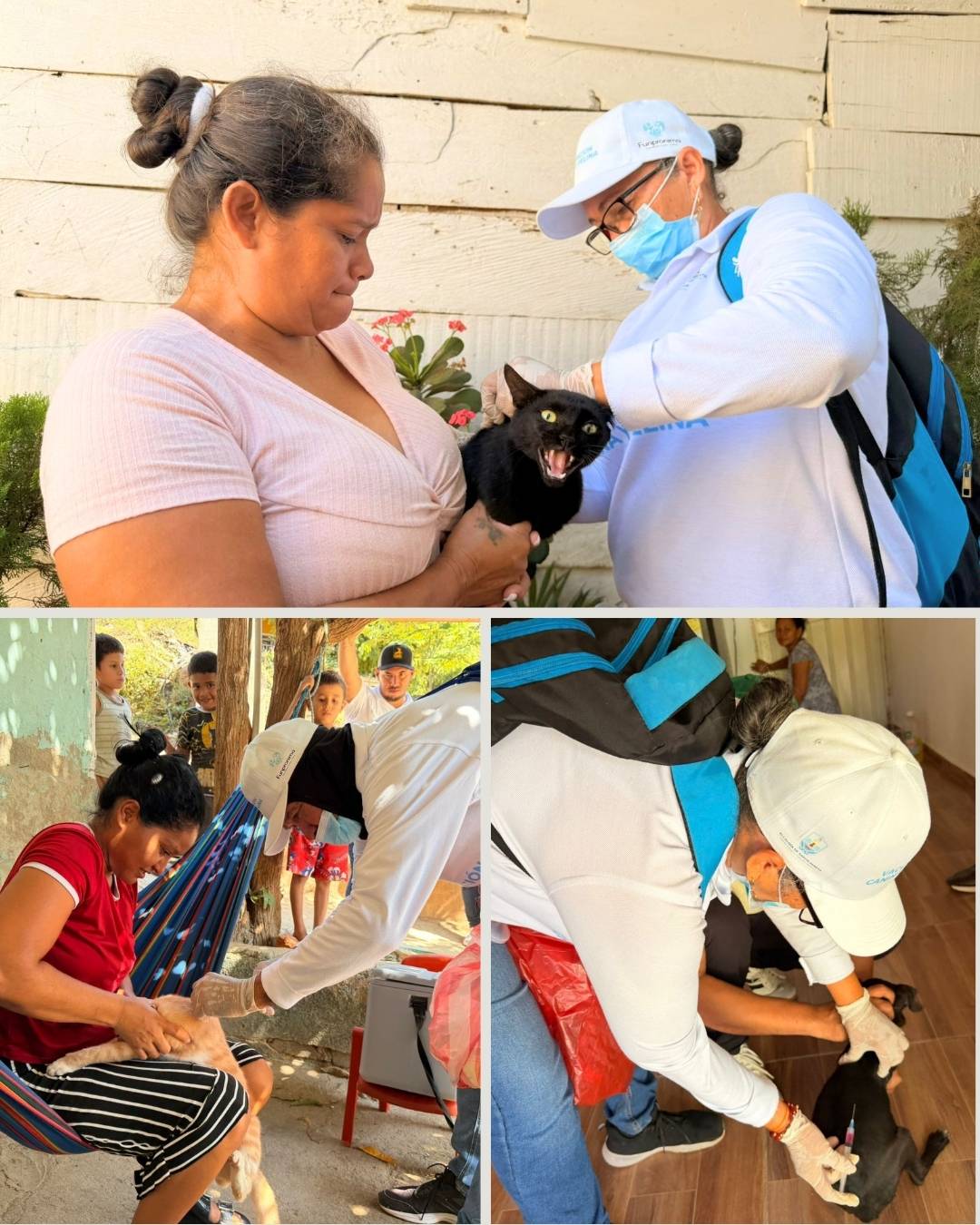 Más de 7 mil perros y gatos vacunados contra la rabia Administración Pinedo fortalece su lucha con jornadas masivas