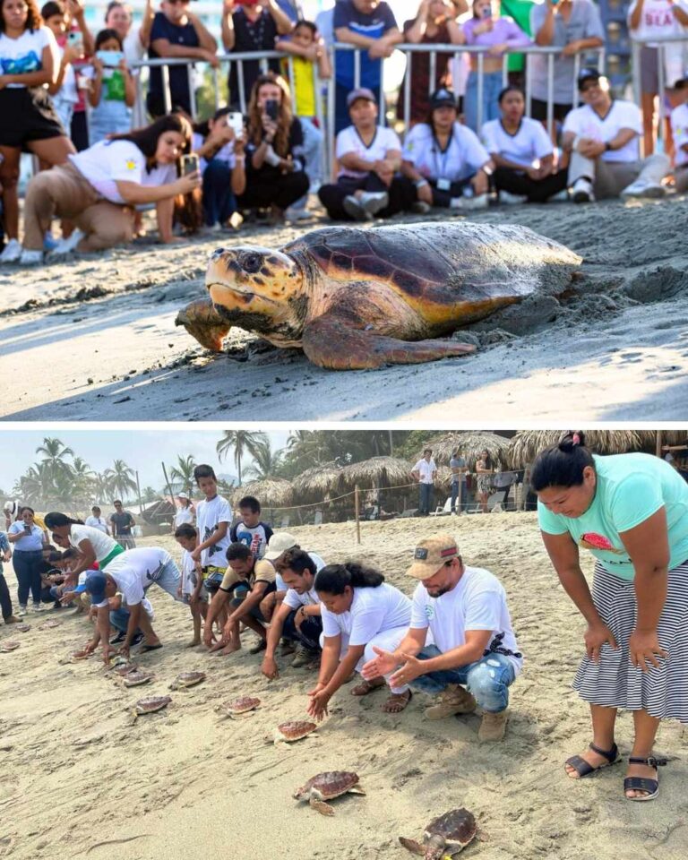 Corpamag conmemora el Día Mundial de las Tortugas Marinas