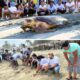 Corpamag conmemora el Día Mundial de las Tortugas Marinas