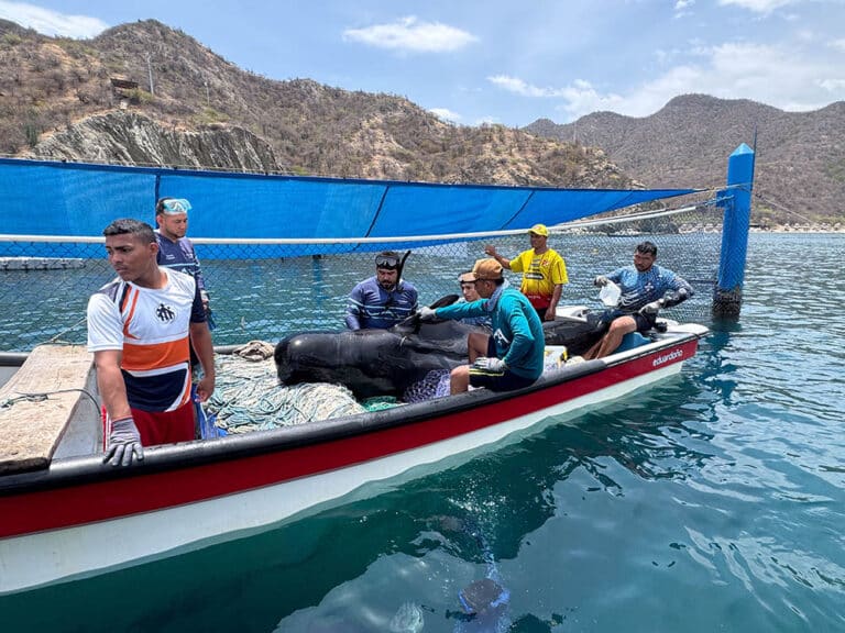 Fallece Ballena Piloto rescatada en Tasajera pese a los esfuerzos de atención especializada