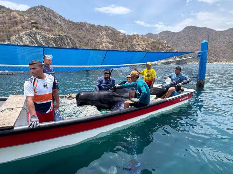 Fallece Ballena Piloto rescatada en Tasajera pese a los esfuerzos de atención especializada