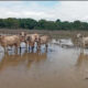 Pérdidas por cerca de $13.000 millones afronta el sector ganadero por afectaciones climáticas, según FEDEGÁN
