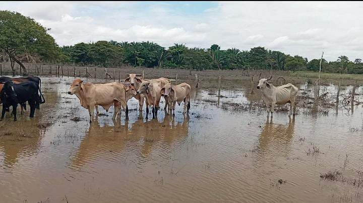 Pérdidas por cerca de $13.000 millones afronta el sector ganadero por afectaciones climáticas, según FEDEGÁN