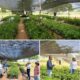 Corpamag inicia la restauración de áreas degradadas con especies nativas en seis municipios del área de influencia de la Ciénaga Grande