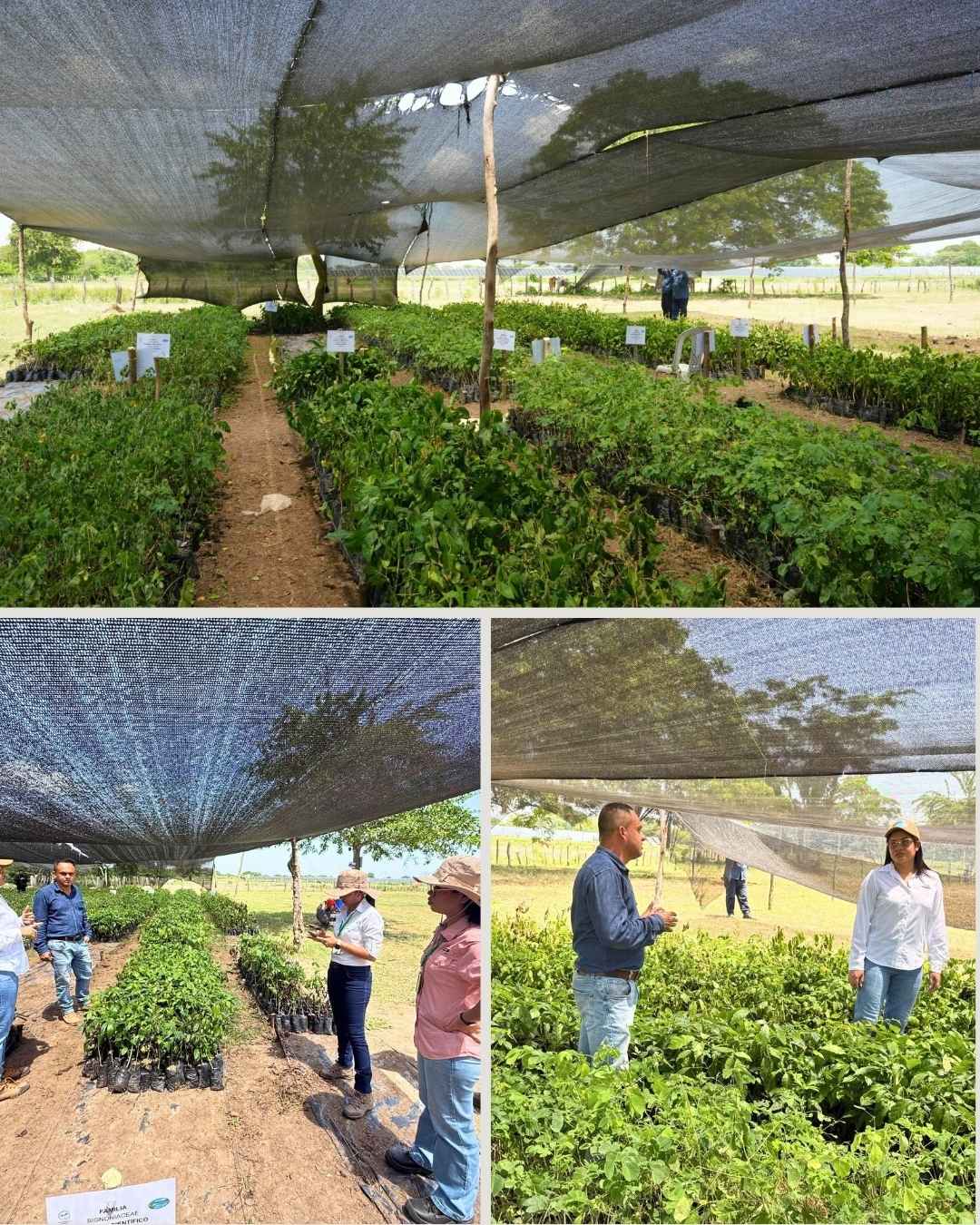 Corpamag inicia la restauración de áreas degradadas con especies nativas en seis municipios del área de influencia de la Ciénaga Grande